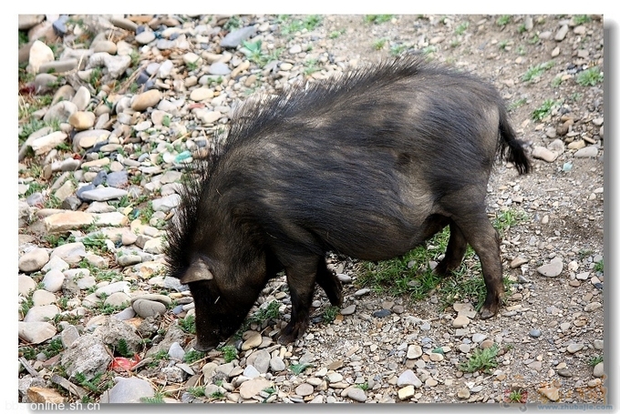 黑毛猪,高原山鸡,云南火腿的新品介绍海报 - 海