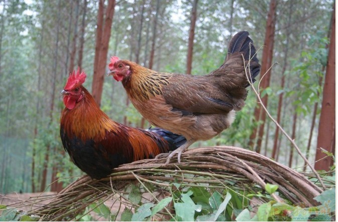 黑毛猪,高原山鸡,云南火腿的新品介绍海报 - 海