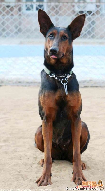 收淘宝阿里旺旺小号,1心-3心的,一个二元!