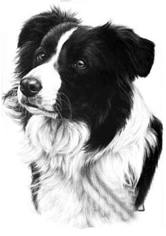 征宠物狗素描图片第20639797号稿件