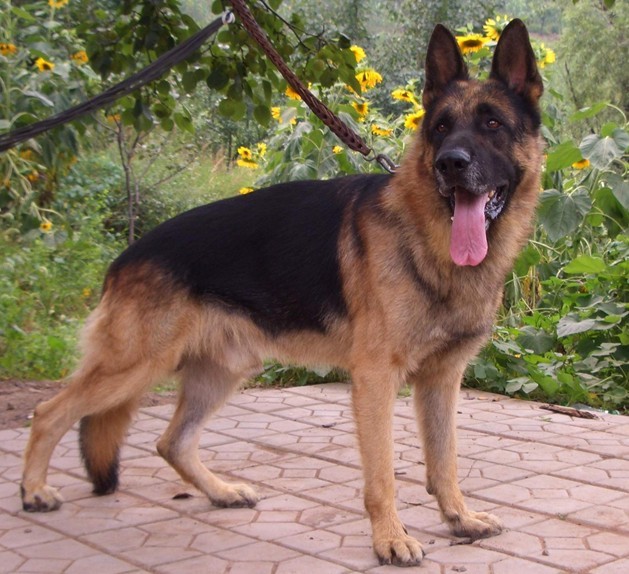 急!产品描述宣传功能图设计,创意设计! 可长期合作!